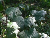 Ribes nigrum 12, Zwarte bes, Saxifraga-Rutger Barendse