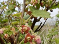 Ribes nigrum 24, Zwarte bes, Saxifraga-Ed Stikvoort