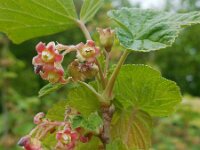 Ribes nigrum 26, Zwarte bes, Saxifraga-Ed Stikvoort