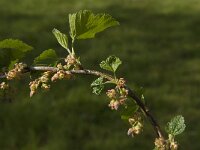 Ribes nigrum 3, Zwarte bes, Saxifraga-Jan van der Straaten