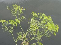 Ridolfia segetum 2, Saxifraga-Rutger Barendse