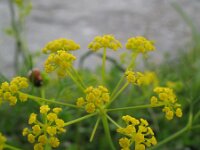Ridolfia segetum 4, Saxifraga-Rutger Barendse