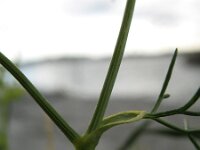 Ridolfia segetum 6, Saxifraga-Rutger Barendse