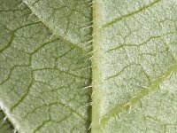 Rodgersia aesculifolia 3, Saxifraga-Rutger Barendse