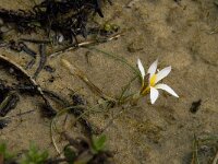 Romulea bulbocodium 10, Saxifraga-Willem van Kruijsbergen