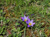 Romulea bulbocodium 6, Saxifraga-Jeroen Willemsen