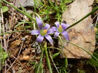 Romulea ramiflora 5, Saxifraga-Ed Stikvoort