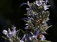 Rosmarinus officinalis 18, Rozemarijn, Saxifraga-Willem van Kruijsbergen