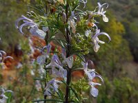 Rosmarinus officinalis 29, Rozemarijn, Saxifraga-Ed Stikvoort