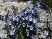 Rosmarinus officinalis 30, Rozemarijn, Saxifraga-Ed Stikvoort