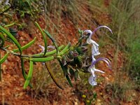Rosmarinus officinalis 43, Rozemarijn, Saxifraga-Hans Grotenhuis