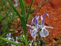 Rosmarinus officinalis 44, Rozemarijn, Saxifraga-Hans Grotenhuis