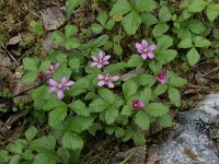 Rubus arcticus 2, Saxifraga-Dirk Hilbers