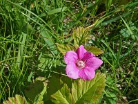 Rubus arcticus 5, Saxifraga-Jeroen Willemsen