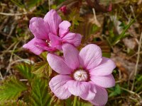 Rubus arcticus 9, Saxifraga-Hans Grotenhuis