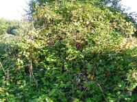 Rubus armeniacus 11, Dijkviltbraam, Saxifraga-Rutger Barendse