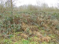 Rubus armeniacus 2, Dijkviltbraam, Saxifraga-Rutger Barendse