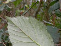 Rubus armeniacus 4, Dijkviltbraam, Saxifraga-Rutger Barendse