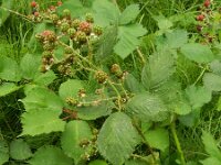 Rubus armeniacus 8, Dijkviltbraam, Saxifraga-Rutger Barendse