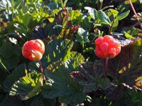 Rubus chamaemorus 12, Saxifraga-Jeroen Willemsen