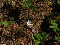Rubus chamaemorus 22, Saxifraga-Hans Boll