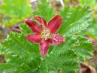 Rubus chamaemorus 31, Saxifraga-Hans Grotenhuis