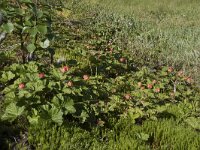 Rubus chamaemorus 36, Saxifraga-Willem van Kruijsbergen