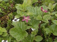 Rubus chamaemorus 39, Saxifraga-Willem van Kruijsbergen