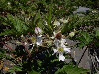 Rubus laciniatus 11, Peterseliebraam, Saxifraga-Ed Stikvoort