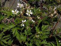 Rubus laciniatus 12, Peterseliebraam, Saxifraga-Ed Stikvoort