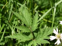 Rubus laciniatus 8, Peterseliebraam, Saxifraga-Sonja Bouwman  751. Peterseliebraam - Rubus laciniatus - Rosaceae familie (i)