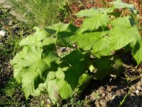 Rubus parviflorus 10, Saxifraga-Rutger Barendse