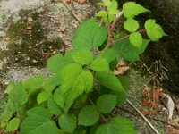 Rubus phoenicolasius 5, Japanse wijnbes, Saxifraga-Rutger Barendse