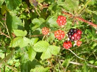 Rubus plicatus 2, Geplooide stokbraam, Saxifraga-Rutger Barendse