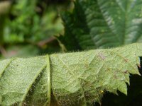 Rubus plicatus 3, Geplooide stokbraam, Saxifraga-Rutger Barendse