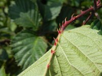 Rubus plicatus 6, Geplooide stokbraam, Saxifraga-Rutger Barendse