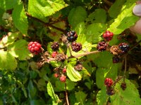 Rubus pyramidalis 5, Saxifraga-Rutger Barendse