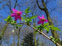 Rubus spectabilis 11, Prachtframboos, Saxifraga-Hans Grotenhuis
