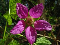 Rubus spectabilis 13, Prachtframboos, Saxifraga-Hans Grotenhuis