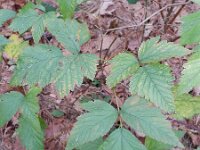 Rubus spectabilis 7, Prachtframboos, Saxifraga-Rutger Barendse