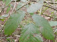 Rubus taxandriae 4, Smeulende kambraam, Saxifraga-Rutger Barendse