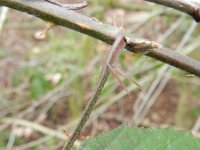 Rubus taxandriae 7, Smeulende kambraam, Saxifraga-Rutger Barendse