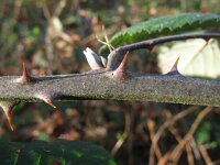 Rubus winteri 4, Grote viltbraam, Saxifraga-Rutger Barendse