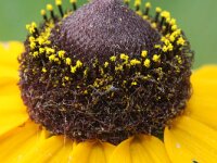 Rudbeckia hirta 6, Ruige rudbeckia, Saxifraga-Rutger Barendse