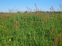 Rumex acetosa 16, Veldzuring, Saxifraga-Ed Stikvoort