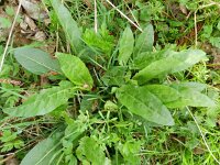Rumex acetosa 19, Veldzuring, Saxifraga-Rutger Barendse
