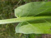 Rumex acetosa 20, Veldzuring, Saxifraga-Rutger Barendse