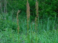 Rumex acetosa 26, Veldzuring, Saxifraga-Ed Stikvoort