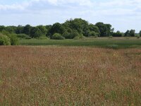 Rumex acetosa 7, Veldzuring, Saxifraga-Hans Boll