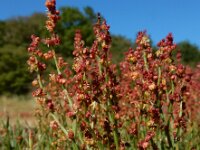 Rumex acetosella 38, Schapenzuring, Saxifraga-Ed Stikvoort